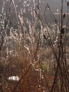 Calamagrostis