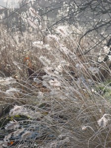 Pennisetum