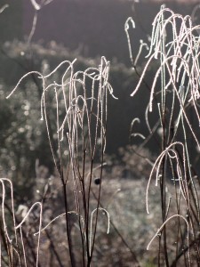 Sanguisorba