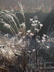 Venkel en Stipa