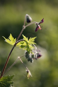 Geranium phaeum 'Mourning Widow'