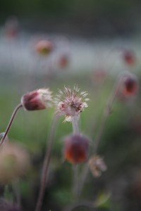 Geum rivale1