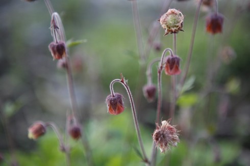 Geum rivale2