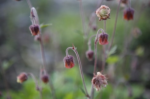 Geum rivale2