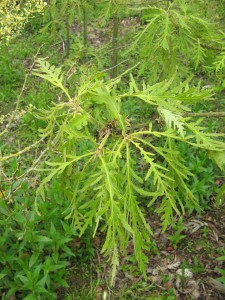 Quercus dentata 'Pinnatifida'