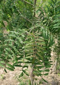 Sorbus aucuparia 'Chinese Lace'