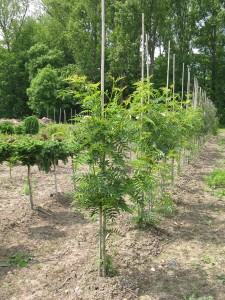 Sorbus wilfordii