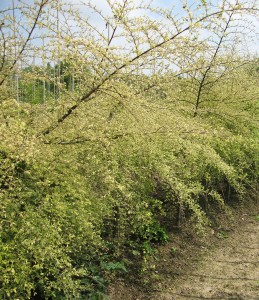 Ulmus parvifolia 'Geisha'