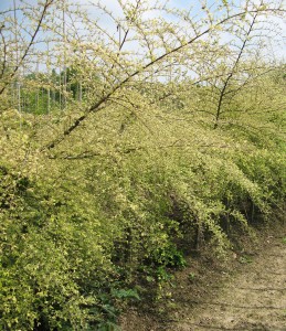 Ulmus parvifolia 'Geisha'