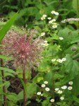 Allium giganteum en Tanacetum parthenium