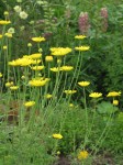 Anthemis tinctoria