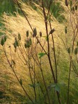 Aquilegia en Stipa tenuissima