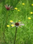 Echinacea pallida