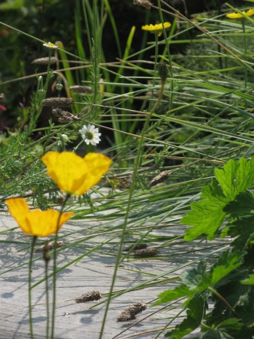 Papaver nudicaule