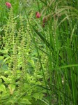 Scutellaria altissima 2