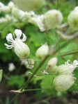 Silene vulgaris