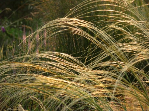 Stipa barbata