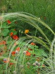 Tropaeolum majus en Calendula officinalis