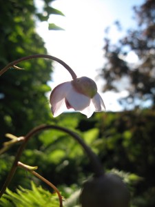 Anemonopsis macrophylla