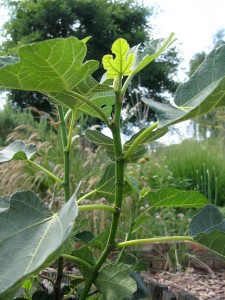 Ficus carica