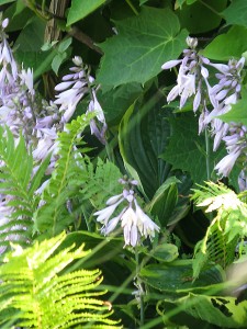 Hosta