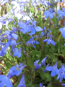 Lobelia 'Cascade'