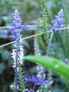 Salvia farinacea