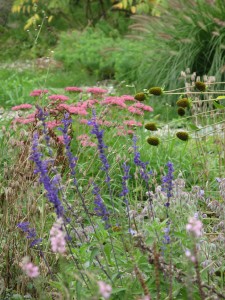 Salvia farinacea1