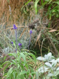 Salvia farinacea2