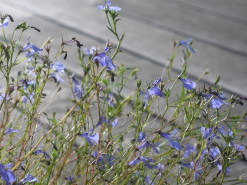 Lobelia 'Cascade'