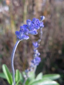 Salvia farinacea