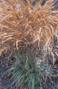 Hakonechloa_Luzula