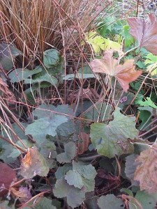 Heuchera