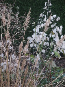 Lunaria_Calamagrostis