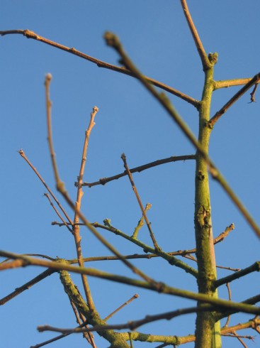 Quercus dentata 'Pinnatifida'2