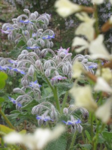 Borage