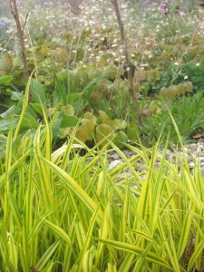 Hakoneckloa & Epimedium