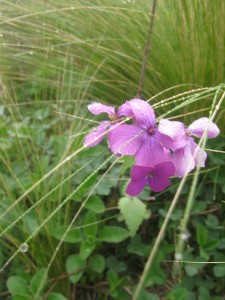 Lunaria & Stipa