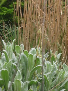 Lychnis & Calamagrostis