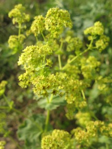 Alchemilla mollis