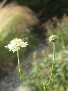 Cephalaria gigantea