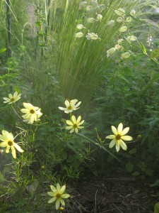 Coreopsis verticillata 'Moonbeam'