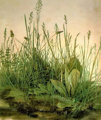 De grote graszode Albrecht Dürer