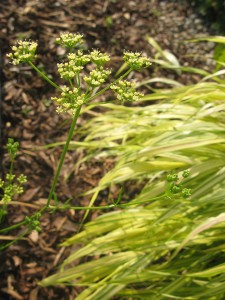 Peterselie en Hakonechloa macra 'Aureola'