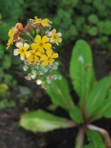 Primula bulleyana