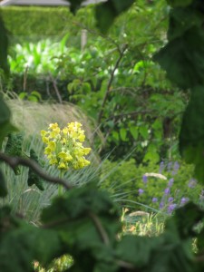 Primula florindae