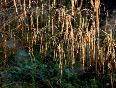 Deschampsia cespitosa2