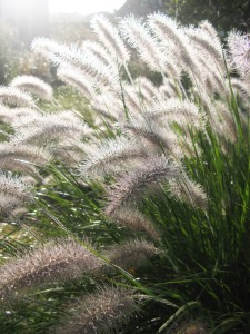 Pennisetum alopecuroides