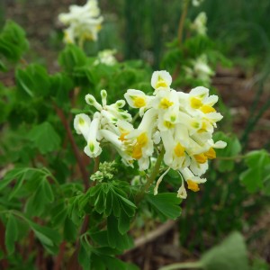 Corydalis ochroleuca