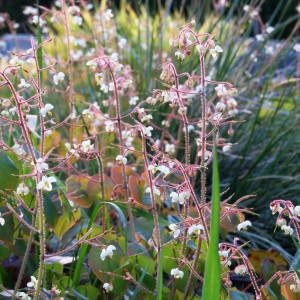 Epimedium